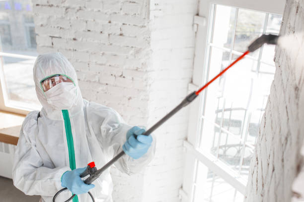 Best Health and Safety Mold Remediation in Traverse City, MI